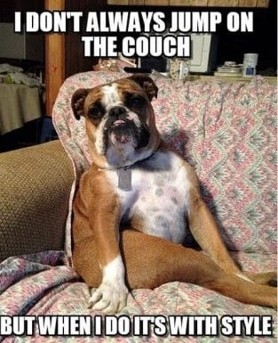 14 Funny English Bulldog Memes of the Day! - PetPress