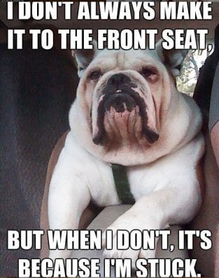 14 Funny English Bulldog Memes of the Day! - PetPress