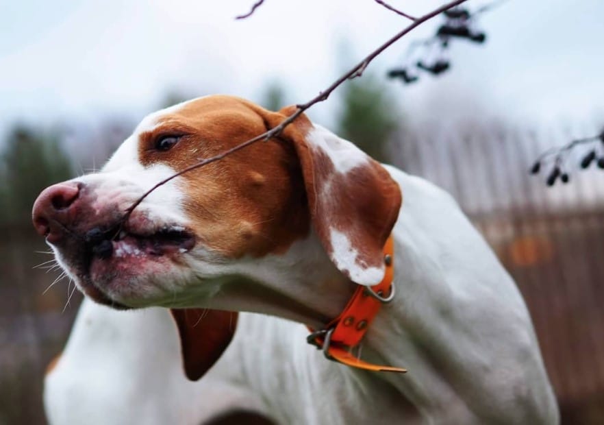 14 Interesting And Fun Facts About English Pointers - PetPress
