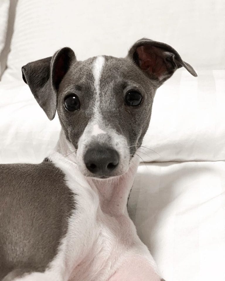 14 Wonderful Facts About Italian Greyhounds PetPress