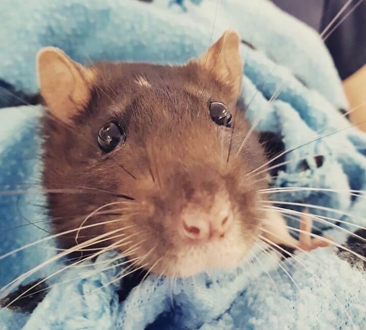 10 Reasons Why Rats Make Great Pets PetPress