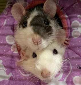 10 Reasons Why Rats Make Great Pets - PetPress