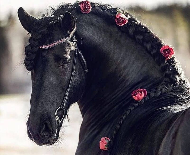 Top 300 Black Horse Names | Pet Press