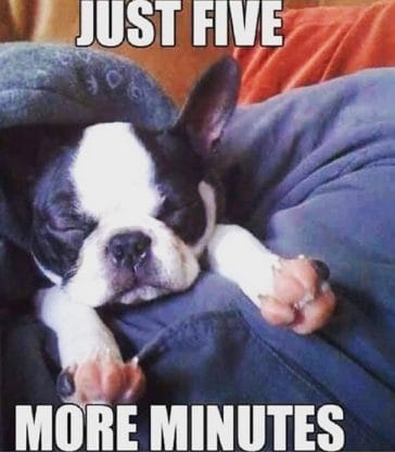 15 Funny French Bulldog Memes That Will Make You Laugh! - PetPress