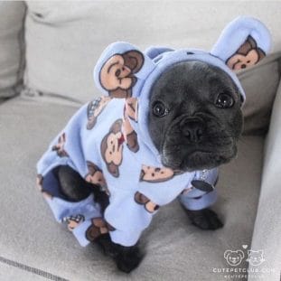 14 Hilarious Pictures Of French Bulldogs To Brighten Your Day - PetPress