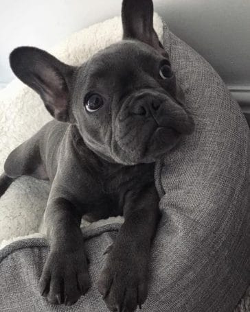 14 Cute Photos Of French Bulldogs Who Lazily Spend Their Weekdays ...