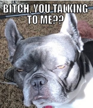 14 French Bulldog Memes That Will Make Your Day! - PetPress