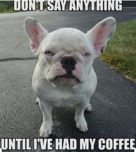14 French Bulldog Memes That Will Make Your Day! - PetPress