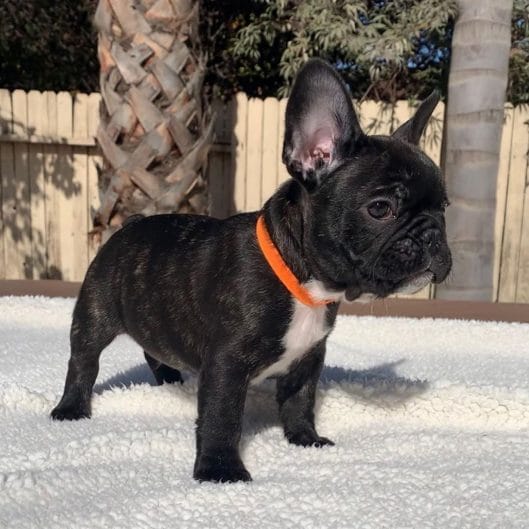14 Facts About French Bulldogs That Will Make You Smile - PetPress