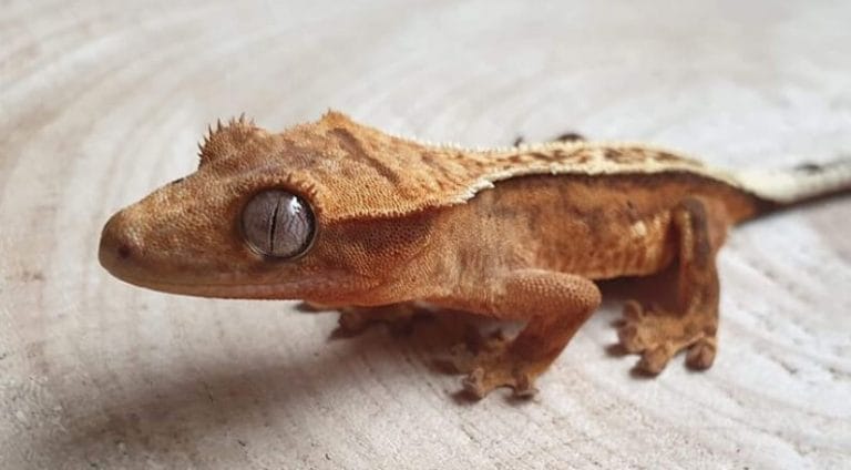 The 4 Types Of Geckos That Make Great Pets - PetPress