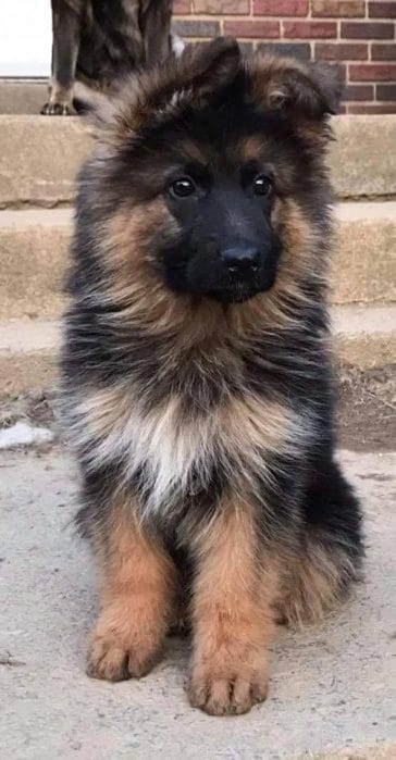 14 Photos Of German Shepherd Puppies That Are Really Cute - PetPress