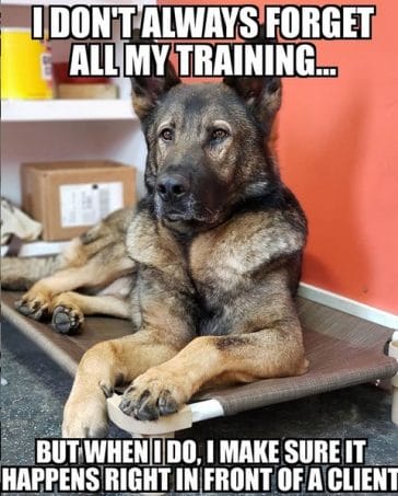 The 16 Funniest German Shepherd Memes of the Day! - PetPress