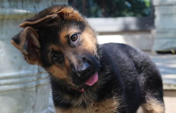 14 Photos Of German Shepherd Puppies That Are Really Cute - PetPress