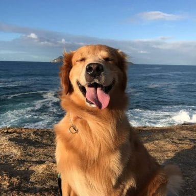 14 Lovely Photos Of Golden Retrievers Spending Time Near the Sea - PetPress