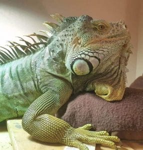 10 Things You Need to Know Before Getting a Pet Green Iguana - PetPress