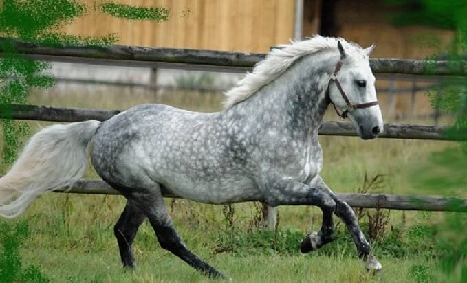 Top 80 Best Names for Grey Horses