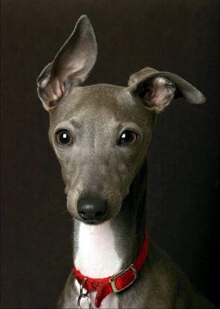 14 Cute Pictures of Greyhounds - PetPress