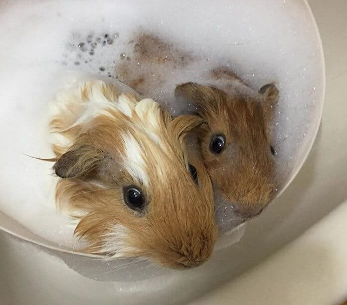 Guinea Pig Names for Pairs Choosing the Perfect Names for Your Dynamic Duo