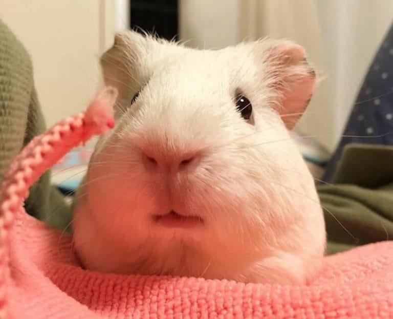 Best Male Guinea Pig Names 300 Great Ideas For Naming Boy Guinea Pigs