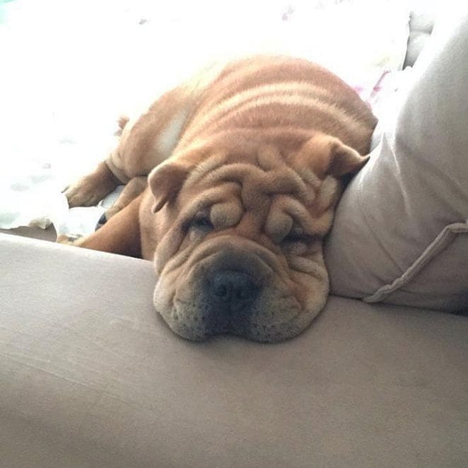 14 Amazing Facts About Shar-Peis - Page 2 of 4 - PetPress