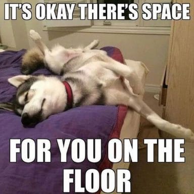 14 Funny Husky Memes That Will Make Your Day Brighter! - Page 2 of 3 ...