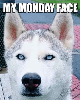 The 15 Best Husky Memes That Will Totally Make You Smile! - Page 2 of 3 ...