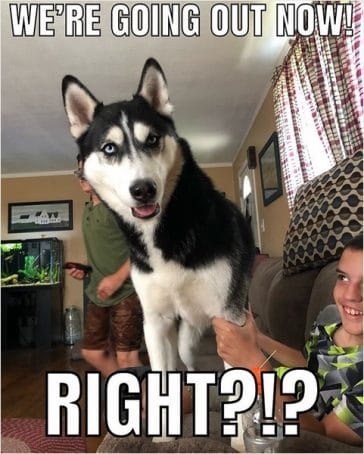 14 Funny Husky Memes That Will Make Your Day Brighter! - PetPress