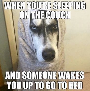 14 Funny Husky Memes That Will Make Your Day Brighter! - Page 2 of 3 ...