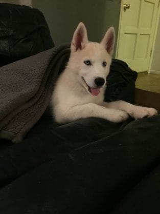 14 Cute Husky Pics Who Love Comfort - PetPress