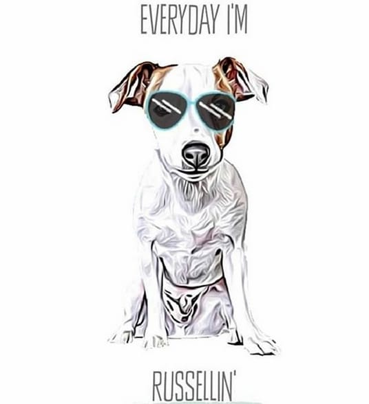 14 Funny Jack Russell Terrier Memes That Will Make You Smile - PetPress 14 Funny Jack Russell Terrier Memes That Will Make You Smile - PetPress