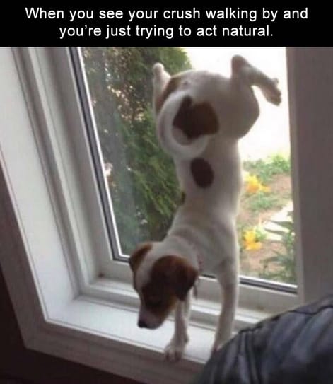 The 14 Funniest Jack Russell Terrier Memes of the Week! - PetPress The 14 Funniest Jack Russell Terrier Memes of the Week! - PetPress