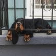 14 Pretty Facts About Black And Tan Coonhound Dogs - PetPress