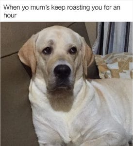 The14 Funniest Labrador Retriever Memes of the Week! - PetPress