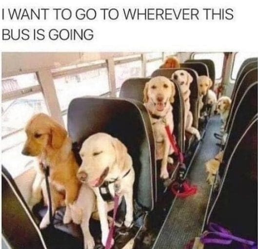 14 Funny Labrador Memes That Will Make You Cry Laughing - Page 2 of 3 ...