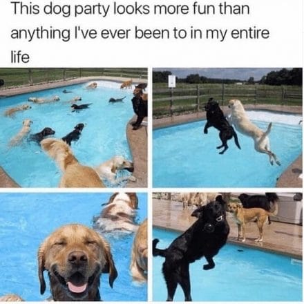 The14 Funniest Labrador Retriever Memes of the Week! - PetPress