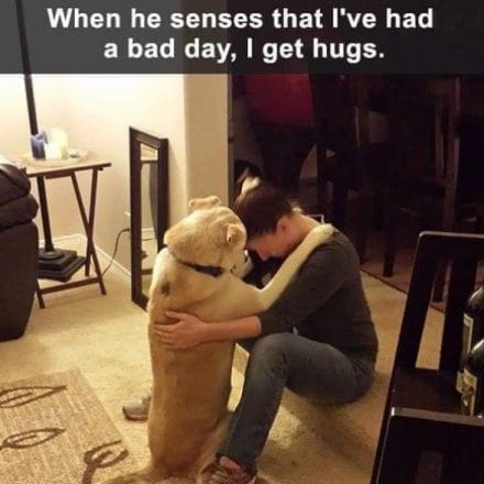 14 Funny Labrador Memes That Will Make You Smile! - PetPress