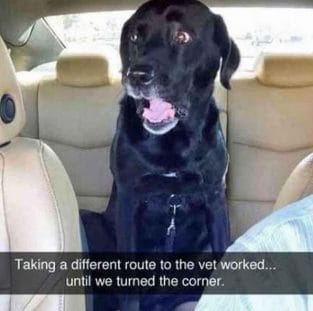 14 Funny Labrador Memes That Will Make You Smile! - PetPress