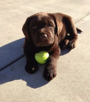 14 Photos of the Cutest Labrador on the Internet - PetPress