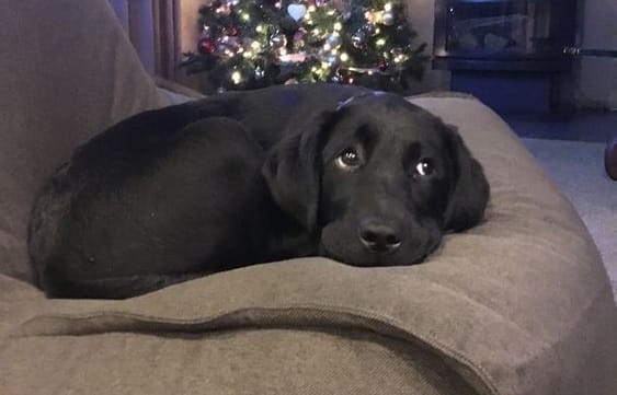 14 Hilarious Pictures Show That Black Labradors Are The Best Companions ...