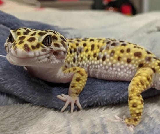 410 Best Leopard Gecko Names For Male And Female - PetPress