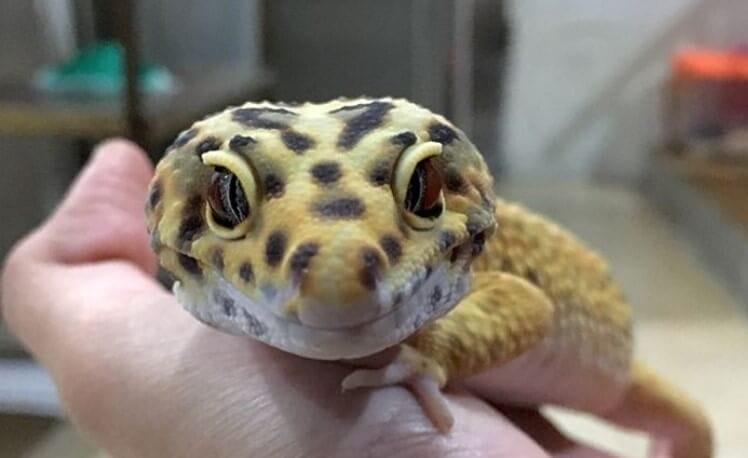 410-best-leopard-gecko-names-for-male-and-female-petpress