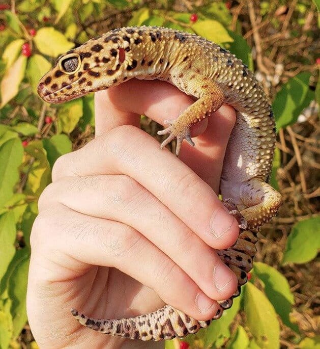 410 Best Leopard Gecko Names For Male And Female PetPress