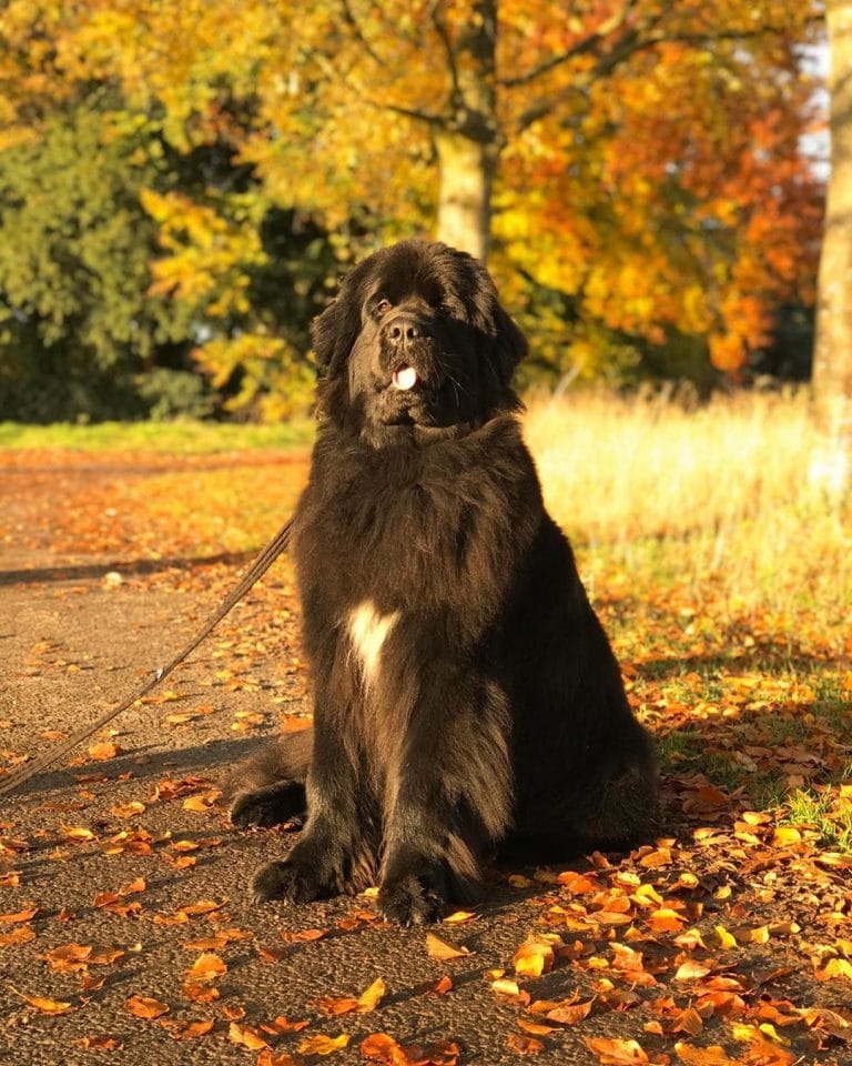 10 FACTS ABOUT NEWFOUNDLAND DOGS visual data 3