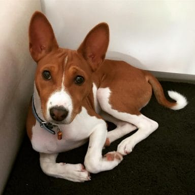 14 Lovely Facts About Basenjis - PetPress