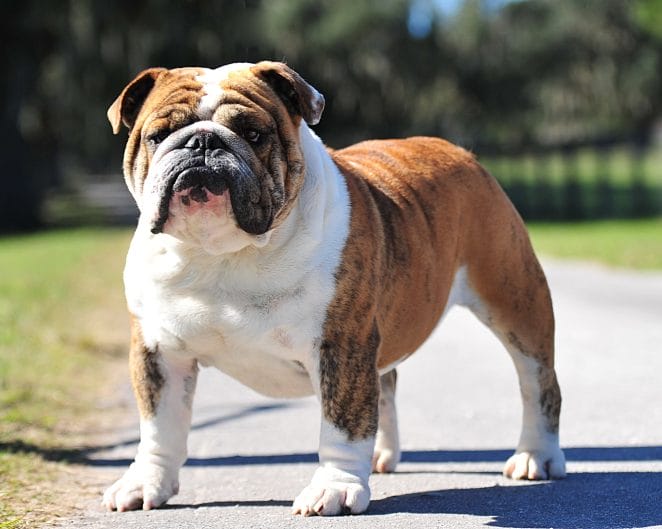 14 Fun Facts You Probably Didn't Know About English Bulldogs - PetPress