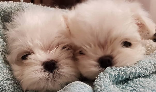 14 Incredibly Lovely Photos Of Maltese Dogs - PetPress