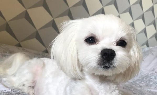 14 Reasons To Adore Maltese Dogs - PetPress