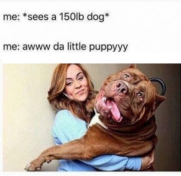 14 Funny Mastiff Memes That Will Make Your Day! - Page 2 of 3 - PetPress