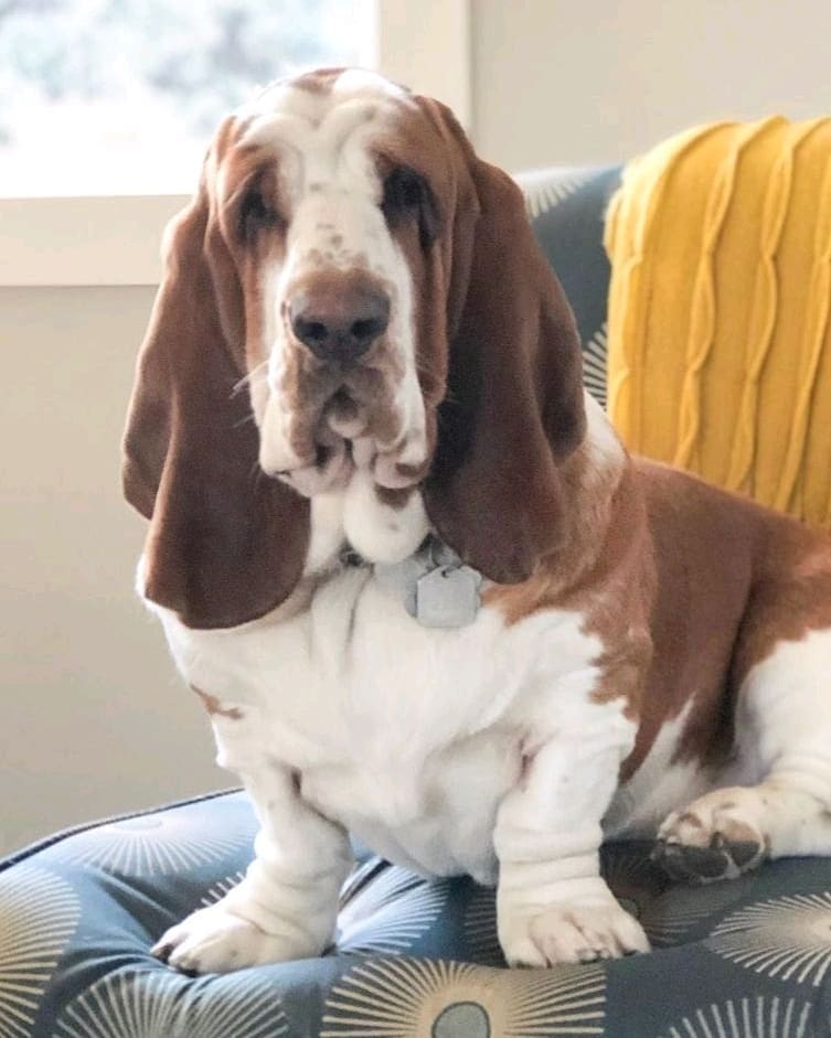 14 Amazing Things About Basset Hounds PetPress