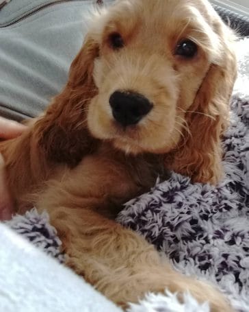 14 Amazing Facts About Cocker Spaniels That Will Blow Your Mind - PetPress